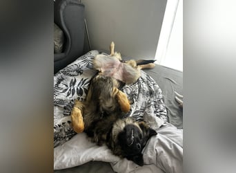 Neugierige Feli
