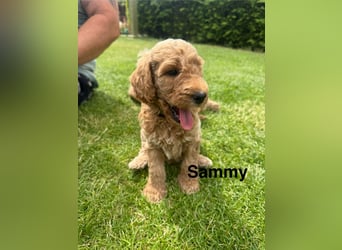 Aussiedoodle / Aussiepoo  F1b