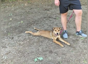 Skylar - befindet sich auf einer Pflegestelle in 56753 Trimbs