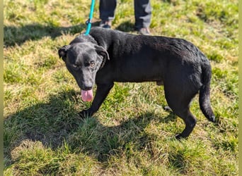 Thyson, geboren 04.2024, 50cm sucht sein Glück