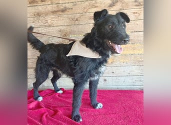 ❤️ superlieber Familienhund JANKO - 2 Jahre, 43cm/15kg - Schnauzer-Mix