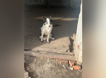 Ajuna, Husky-Collie Mix, verjagt und sich selbst überlassen