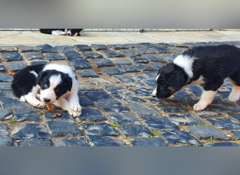 Border Collie welpen
