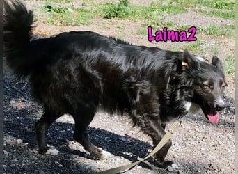 Laima2 geb. 01/2021 - sportliche und aufmerksame, wunderschöne Border-Collie-Mix Hündin!