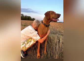 Magyar Vizsla Wurfankündigung