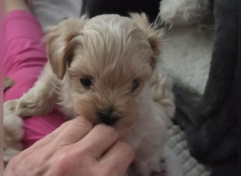 Maltipoo Welpen Rüde
