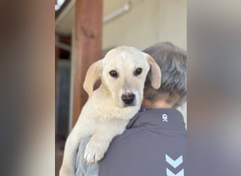 Diego: ein Labbi zum Verlieben