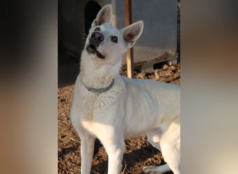 Luuk, geb. ca. 12/2018, lebt in GRIECHENLAND, im städt. Tierheim Serres