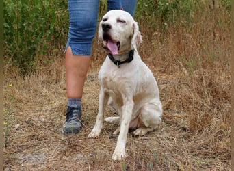 Marcel,  Setter-Mix, lieb und sozial