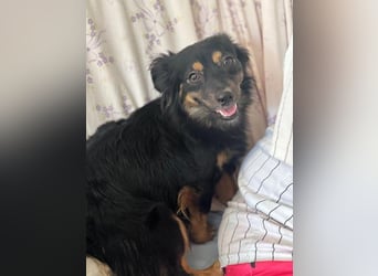 Isabel, sucht ein liebevolles Zuhause