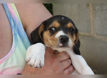 MICKY-ruhiges, freundliches, neugierig, gelassenes Hundemädchen sucht ihr liebevolles Zuhause