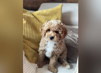 Bereits super erzogene Labradoodle Welpen -abgabebereit-