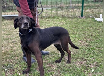Dolly, geboren 30.12.2015, 60cm sucht ihr Zuhause (auf Pflegestelle in Deutschland)