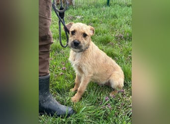 Jago, geboren 15.07.2024, 45cm sucht sein Glück