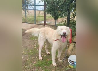 Falcon - junger beeindruckender feiner Hundemann