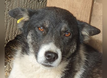 ♥RAMON♥ verschmuster, sehr menschenbezogener, ruhiger Rüde 51 cm