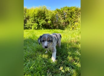 Wunderschöne Australien Shepherd Border Collie Welpen