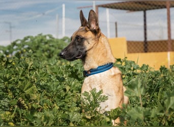 AMILA ❤️ wunderbare Malinois Dame, Pflegefamilie Kempen