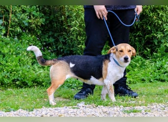 Yuna, Mix Beagle / Jack Russel Terrier, lieb und verträglich