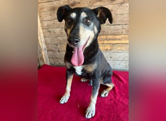 JANOSCH - traurige Geschichte - 13 Jahre, 45cm/15kg - Mischling