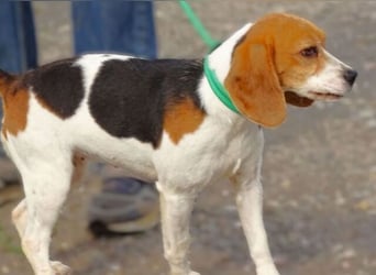Gina, Beagle
