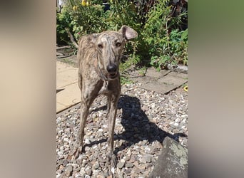 Toni, sucht ein liebevolles Zuhause
