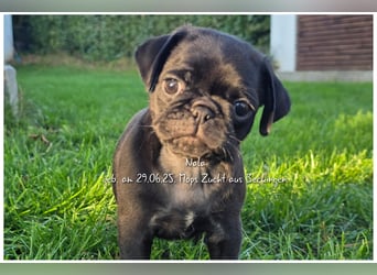 Mops Welpen