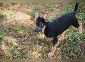Silny: Hundekind sucht ein Zuhause