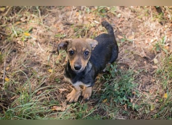 Chip 269814: Hundekind sucht ein Zuhause