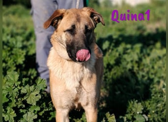 Quina1 06/2024 (ESP) - bezaubernde, aufgeschlossene & soziale Schäferhund-Mix Welpin!