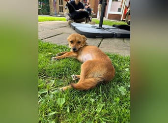 ♥ABBY♥ neu auf Pflegestelle bei Köln - bezaubernde, verschmuste kleine Juniorin 28 cm