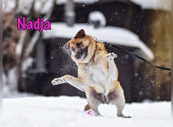 Nadja geb. 01/2017 - treue und verschmuste Hündin mit goldenem Herz!