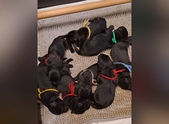 Riesenschnauzer schwarz Welpen des A-Wurf's am 02.07.25 gefallen