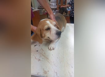 Maya 2 PP – Beagle-Dame auf der Suche nach einem Neuanfang