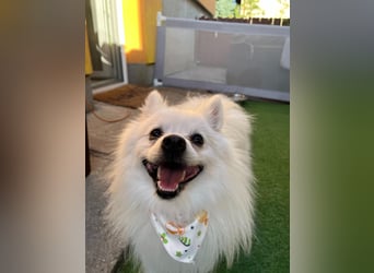 Merlin SR – Fröhlicher Spitz-Rüde sucht neues Zuhause