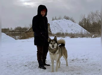 Pascho 03/2022 - energiegeladener und lernwilliger Husky (Mix) sucht sportliche Rasseliebhaber!