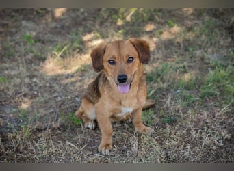 DEXTER – Sanfter Junghund mit tollem Wesen sucht sein Zuhause