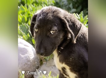 Teddy und seine Geschwister suchen ab September ein Zuhause