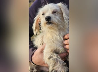 Pixel möchte kleine Abenteuer erleben