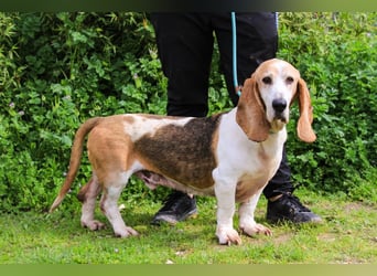Bassant  - Basset Hound, lieb und verträglich