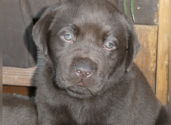 Labrador - Welpen