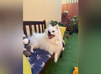 Merlin SR – Fröhlicher Spitz-Rüde sucht neues Zuhause