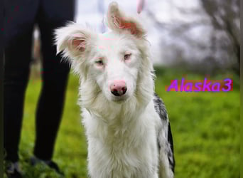 Alaska3 06/2024 (in Deutschland) - eine ganz besondere Border-Collie Hündin!