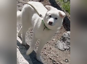 Hani – Kleine Herzenswolke sucht ein Zuhause voller Liebe