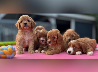 Exklusive Maltipoo Welpen im Red Apricot in Liebevolle Hände abzugeben Malteser/Pudel