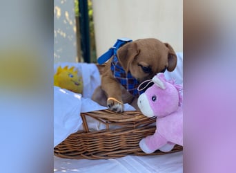 Adi LM - Zuhause gesucht – Neun kleine Hundekinder auf großer Mission