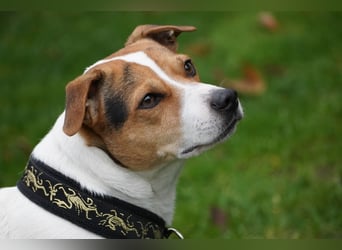 Dansk Svensk Gardhund,  Farmdog, Danky