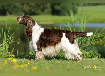 SPRINGER SPANIEL WELPEN