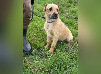 Jago, geboren 15.07.2024, 45cm sucht sein Glück
