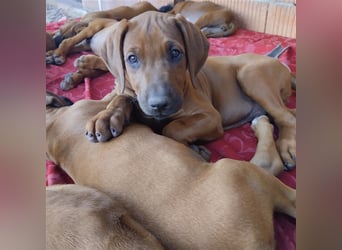 Süße Rhodesian Ridgeback Welpen